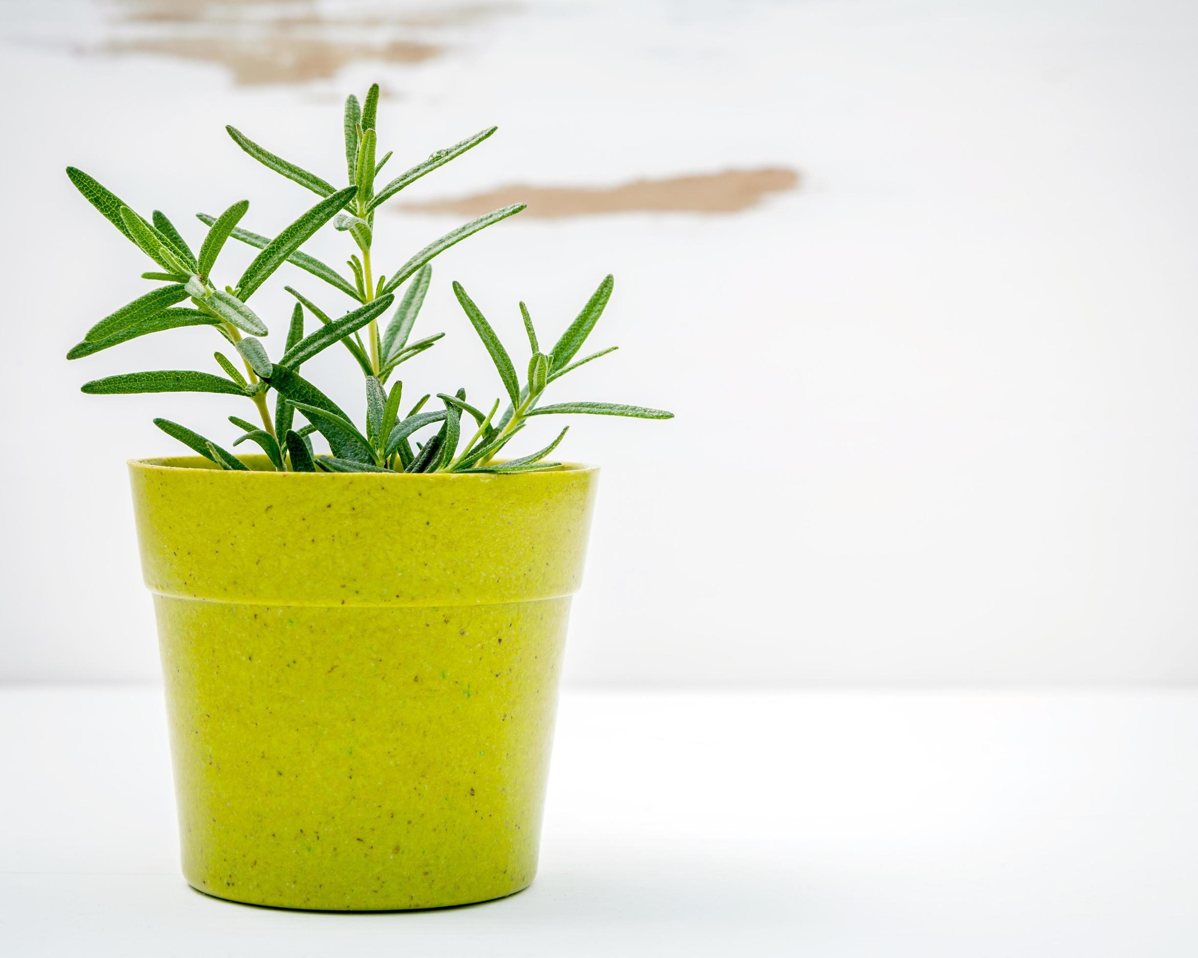 Plante de romarin en pot sur un rebord de fenêtre ensoleillé