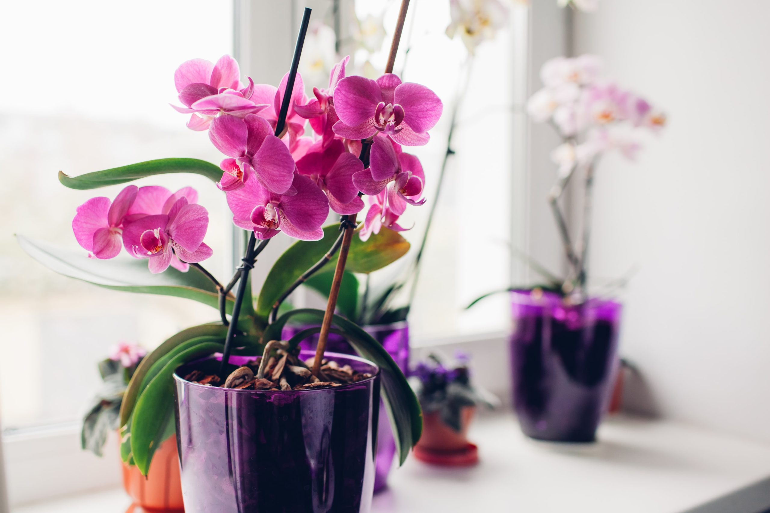 Orchidées en pot aux couleurs vives