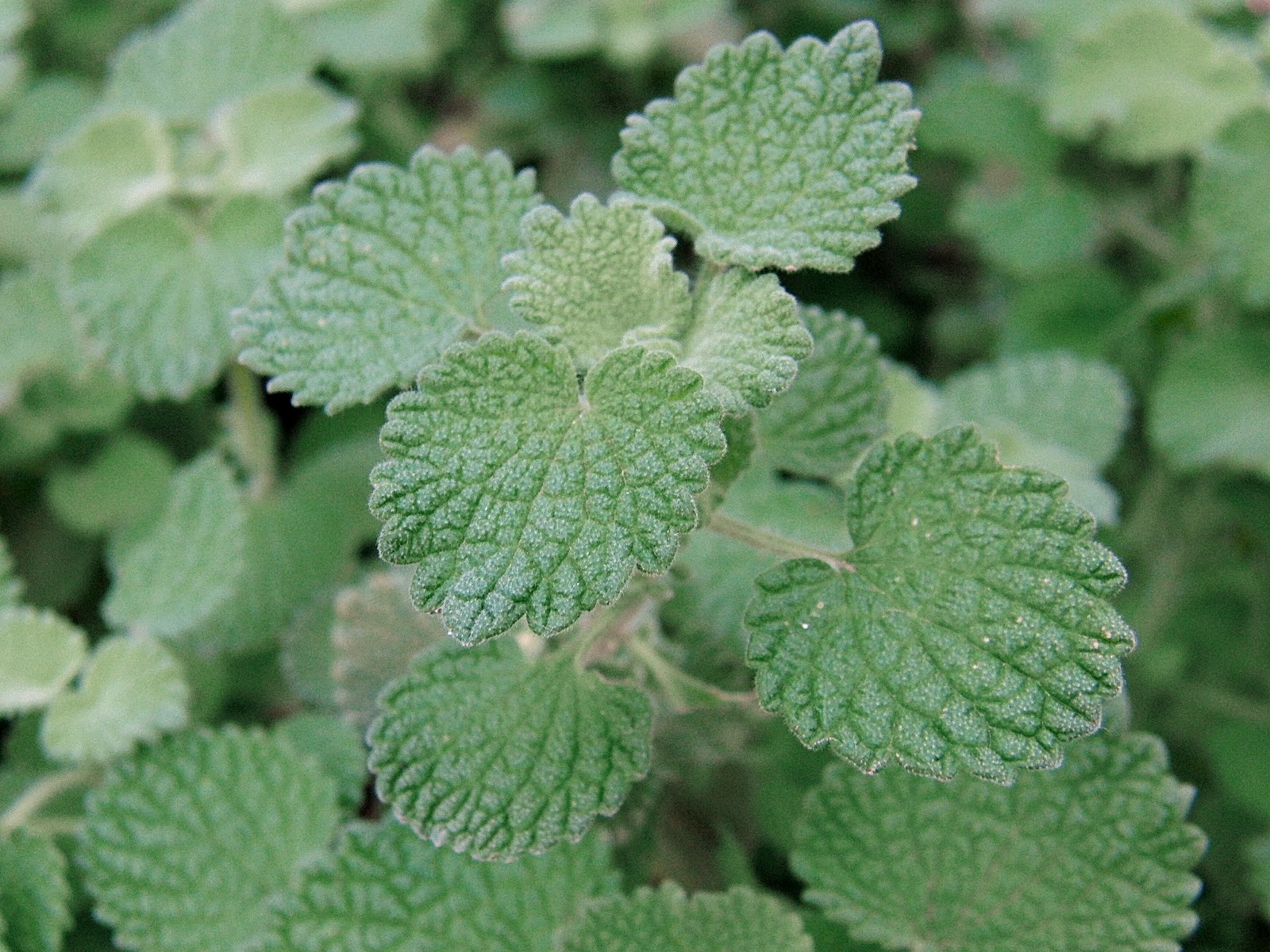 Infusion de marrube dans une tasse en céramique