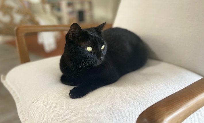 Chat noir nommé Moka, allongé et détendu, dans un intérieur.