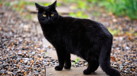 Illustration stylisée d'un chat noir marchant devant une porte d'entrée.
