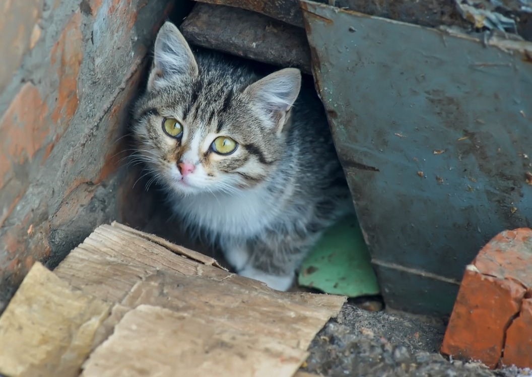 Un homme tenant un chaton sous son manteau, au milieu d'un paysage dévasté par un incendie