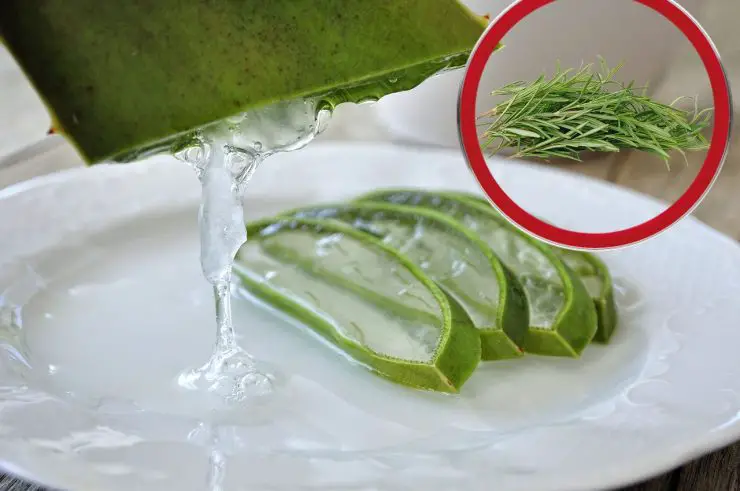 Gel d'aloe vera et huile infusée au romarin dans des bols en céramique, prêts pour la préparation d'un masque.