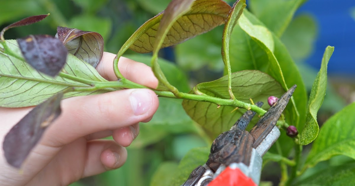 Bouture de citronnier dans une bouteille en plastique