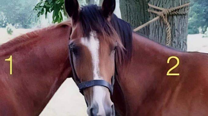 Image de deux chevaux pour une illusion d'optique