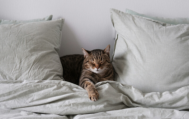 Chat endormi paisiblement sur un lit, près d'un humain