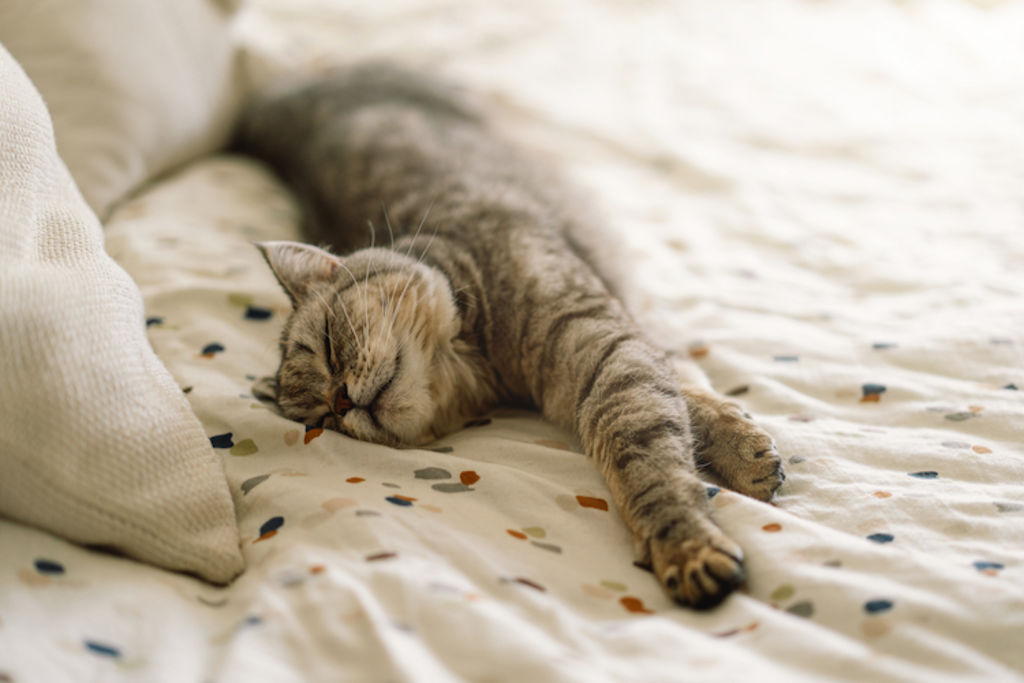 Chat observant la pièce depuis le sommet d'un lit