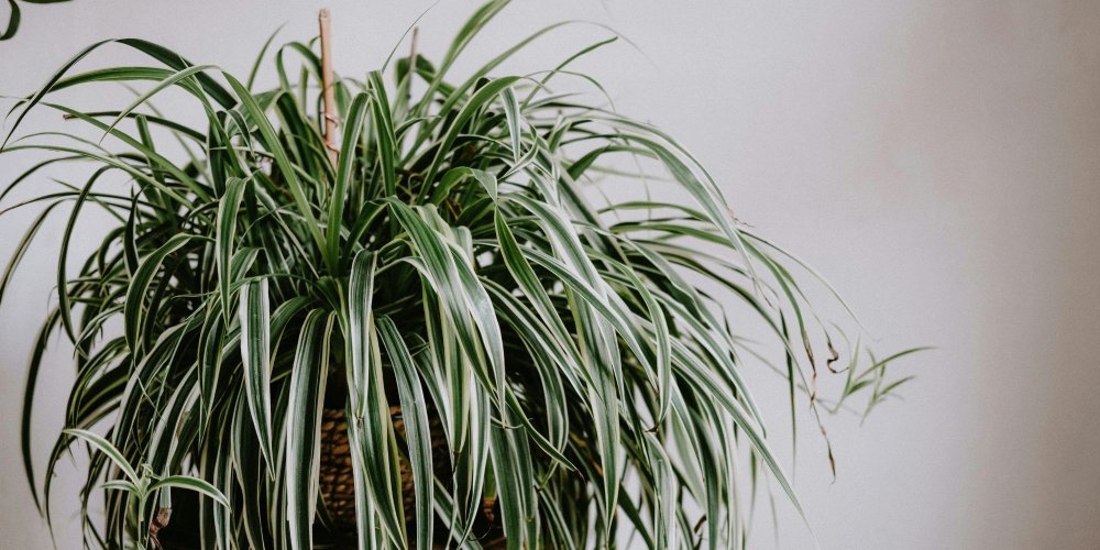 Gros plan sur les feuilles et les stolons d'un chlorophytum