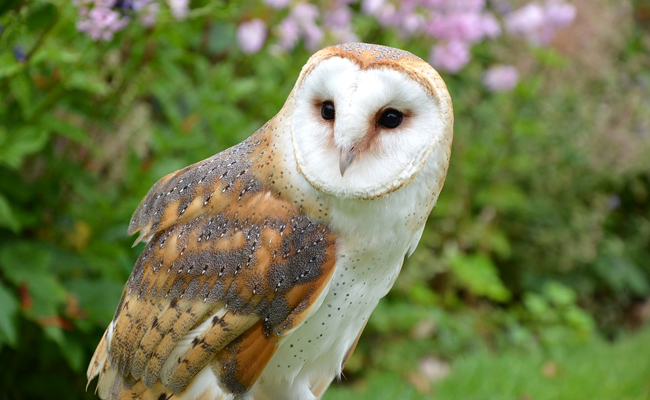 Une chouette perchée, symbole de sagesse ancestrale