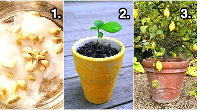 Tutoriel pour faire germer un pépin de citron
