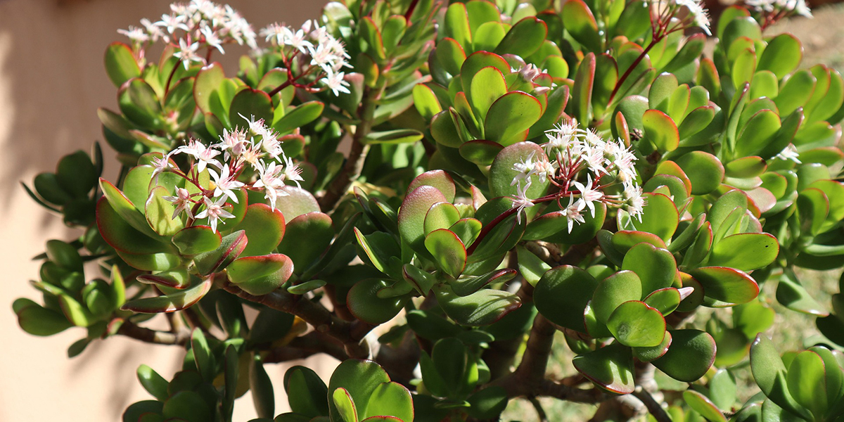 Crassula ovata sur une table, plante grasse facile d'entretien