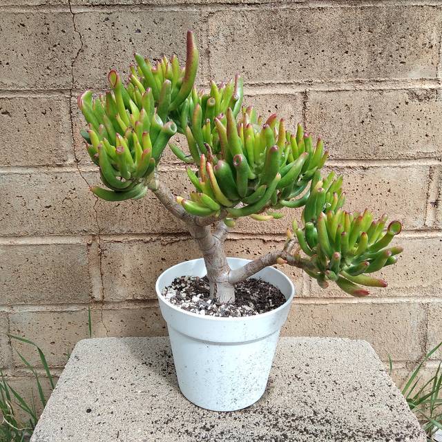 Variété 'Gollum' de Crassula Ovata aux feuilles tubulaires.