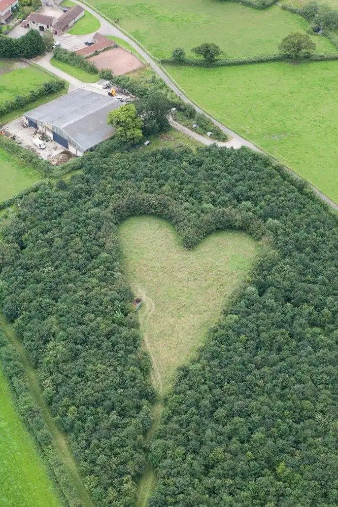 Vue aérienne d'une forêt en forme de cœur
