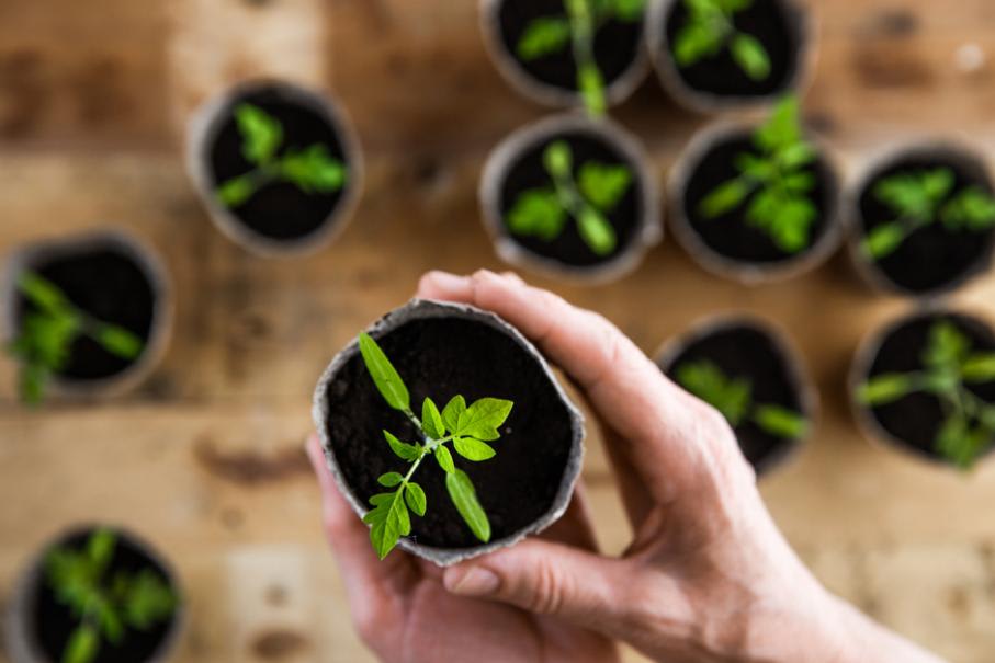 Jeune plant de tomate en pot, bien vert, bénéficiant d'un bon ensoleillement.