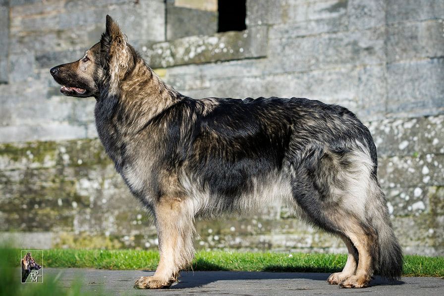 Chien allongé, paisible, sur un cercueil