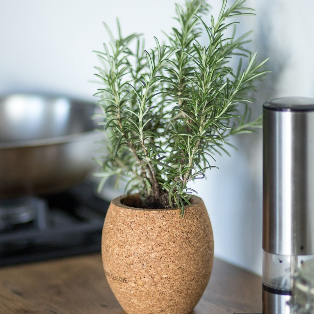 Sélection de pots en terre cuite de différentes tailles pour plantes aromatiques