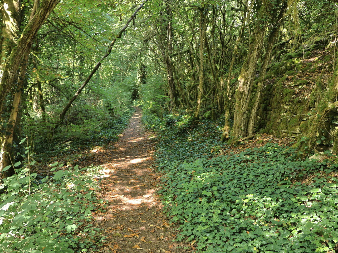 Sentier forestier traversant un sous-bois dense et verdoyant