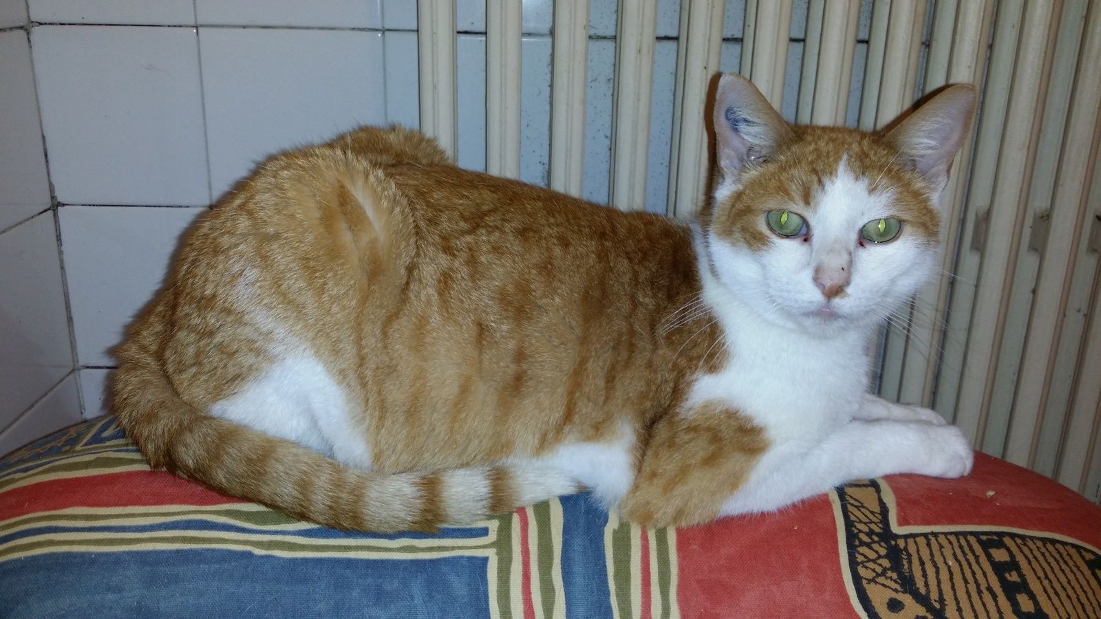 Chat observant avec calme et curiosité