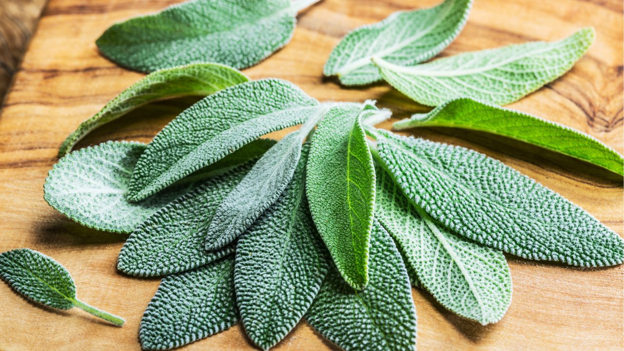 Tisane de sauge dans une tasse en céramique