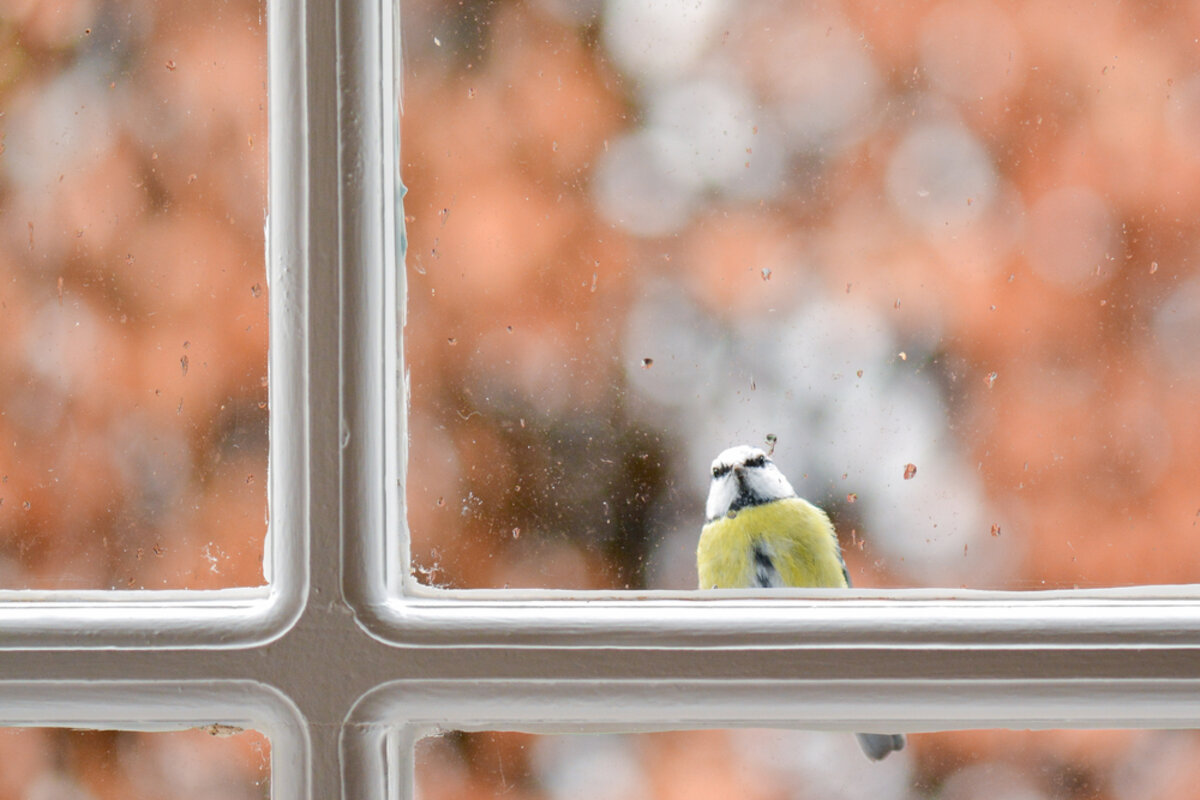 Une femme souriante regarde un oiseau posé à l'extérieur de sa fenêtre