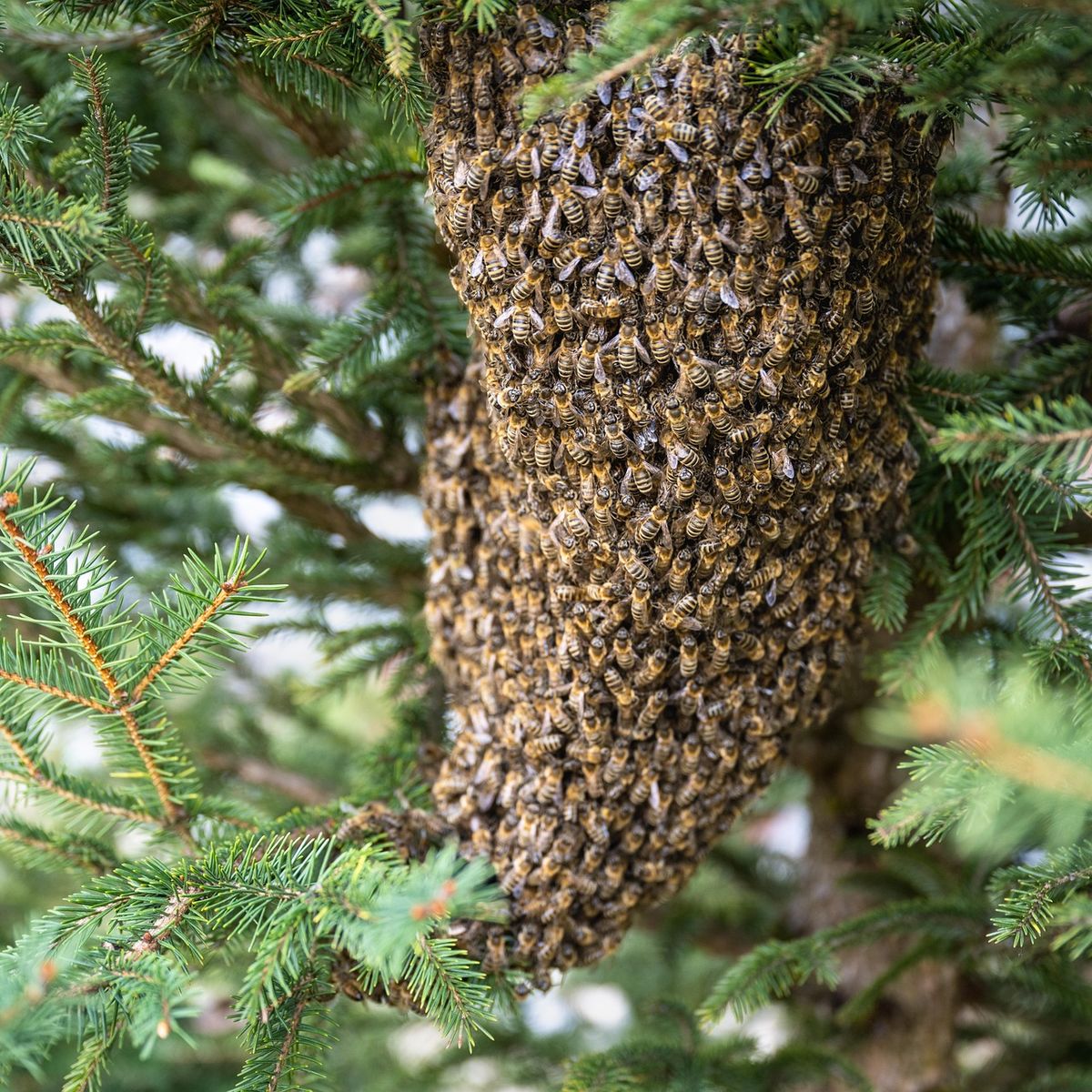 Essaim d'abeilles en vol, illustrant le concept de communauté et d'activité organisée