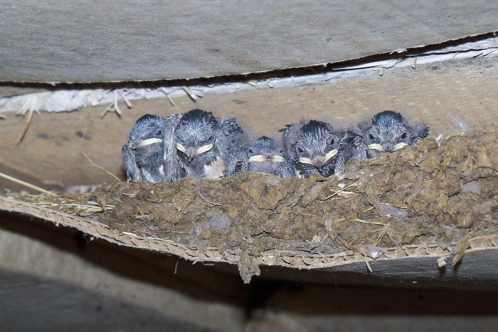 Hirondelle perchée sur une branche près d'un nid