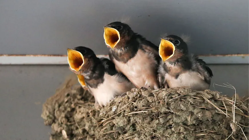 Hirondelle en vol attrapant un insecte