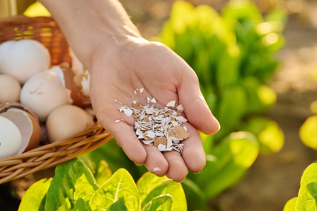 Coquilles d'œufs broyées, un engrais naturel pour le jardin