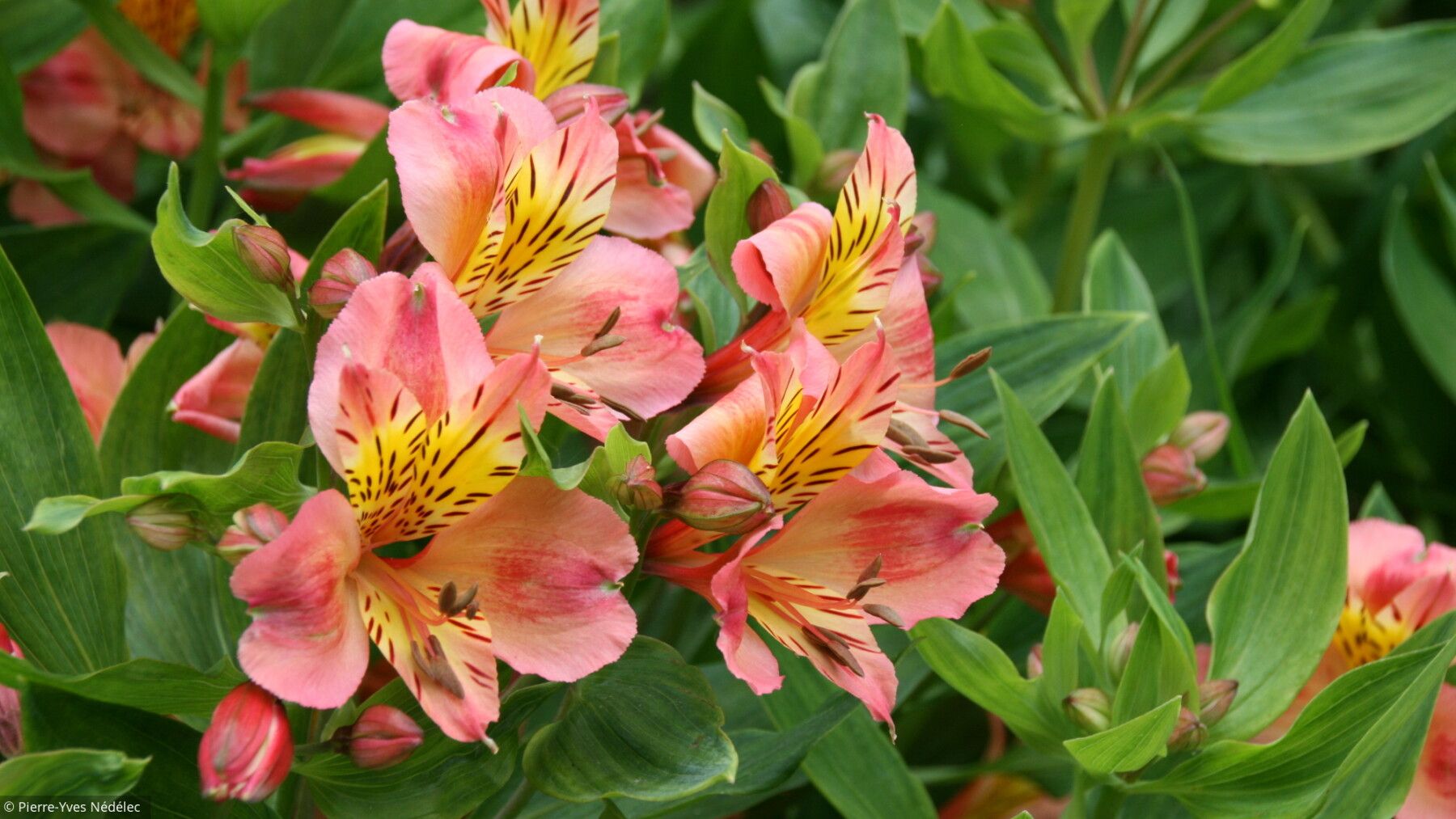 Un jardin coloré et spectaculaire avec une profusion de plantes à floraison généreuse.